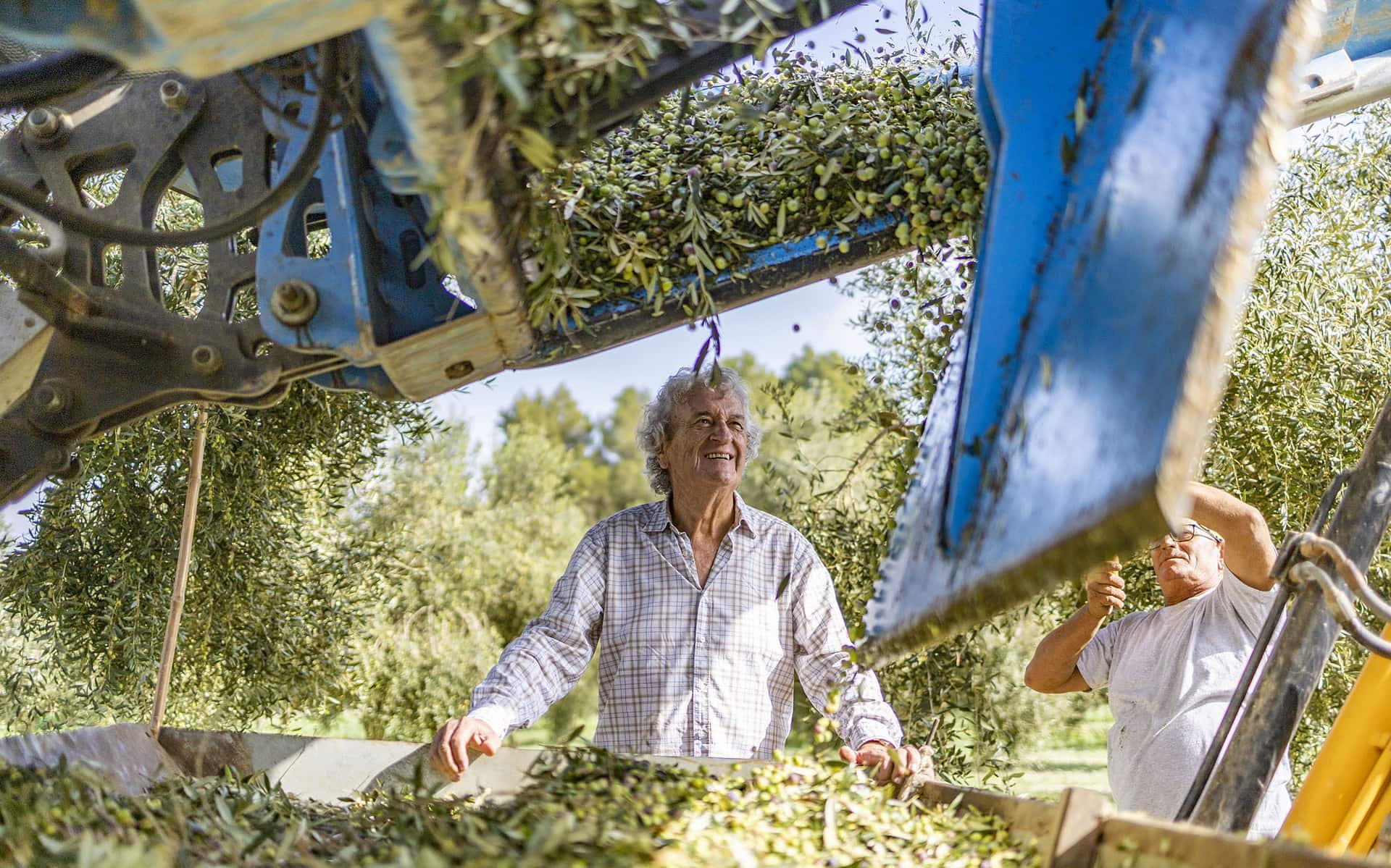 Mallorca en octubre, tiempo de cosecha de olivas