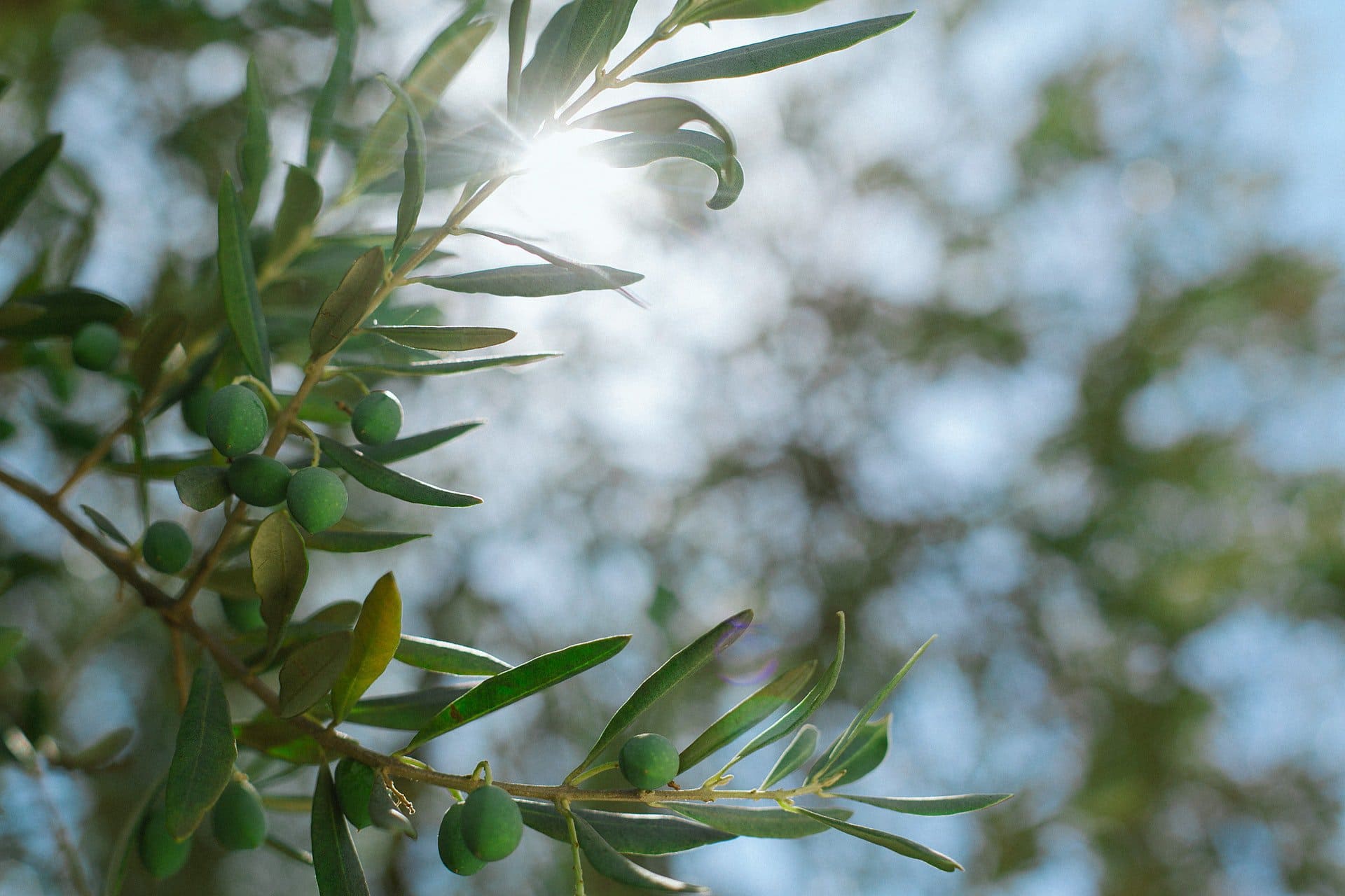 Spanish olive oil