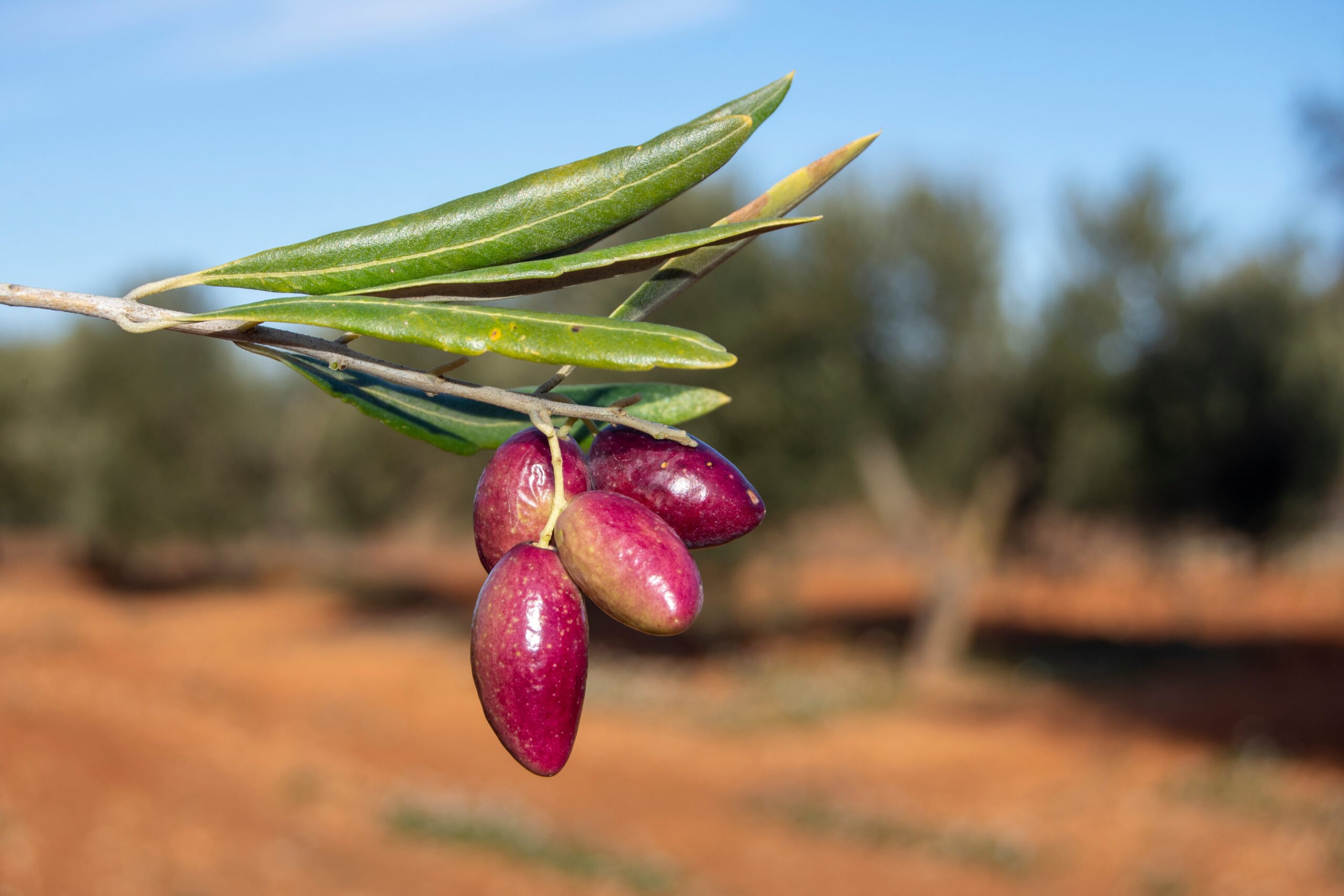 Aceituna Picual