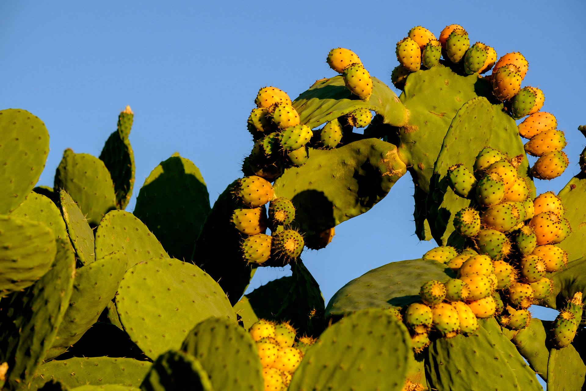 Chumbera en Montuiri