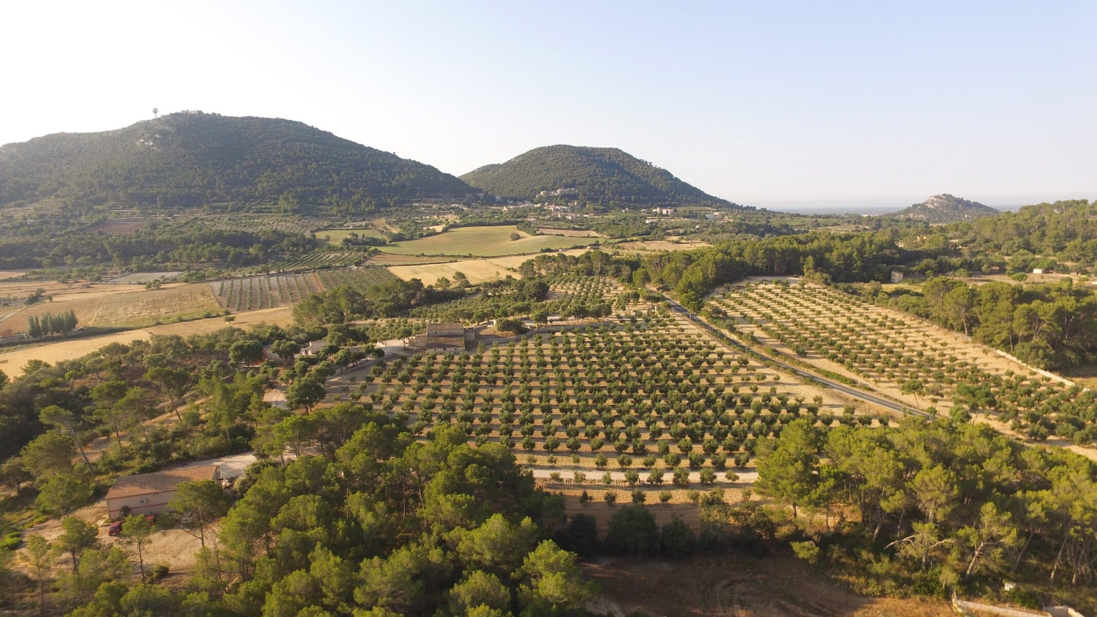 Finca de aceite de oliva arbequina