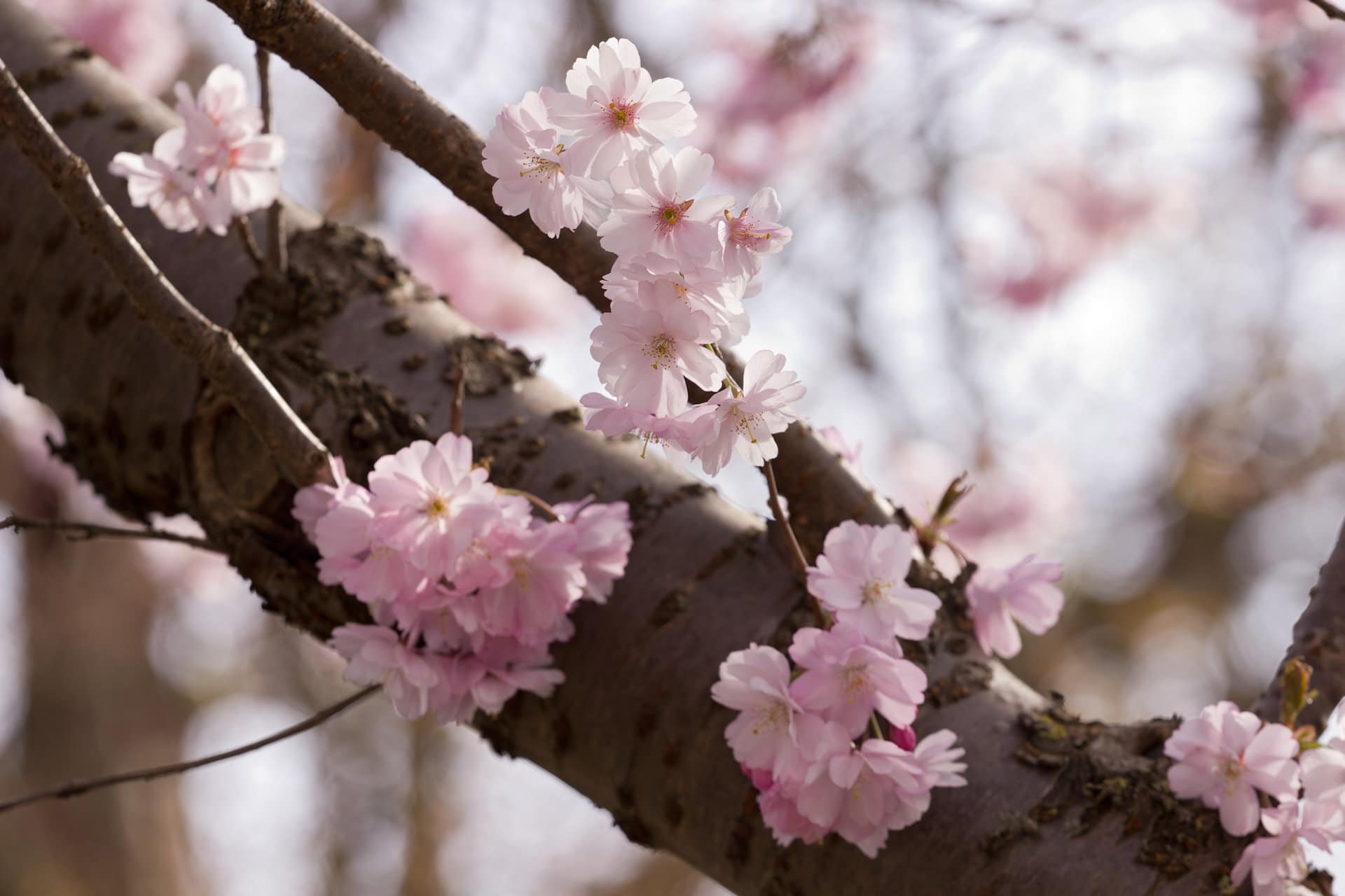 Almond blossom in Mallorca