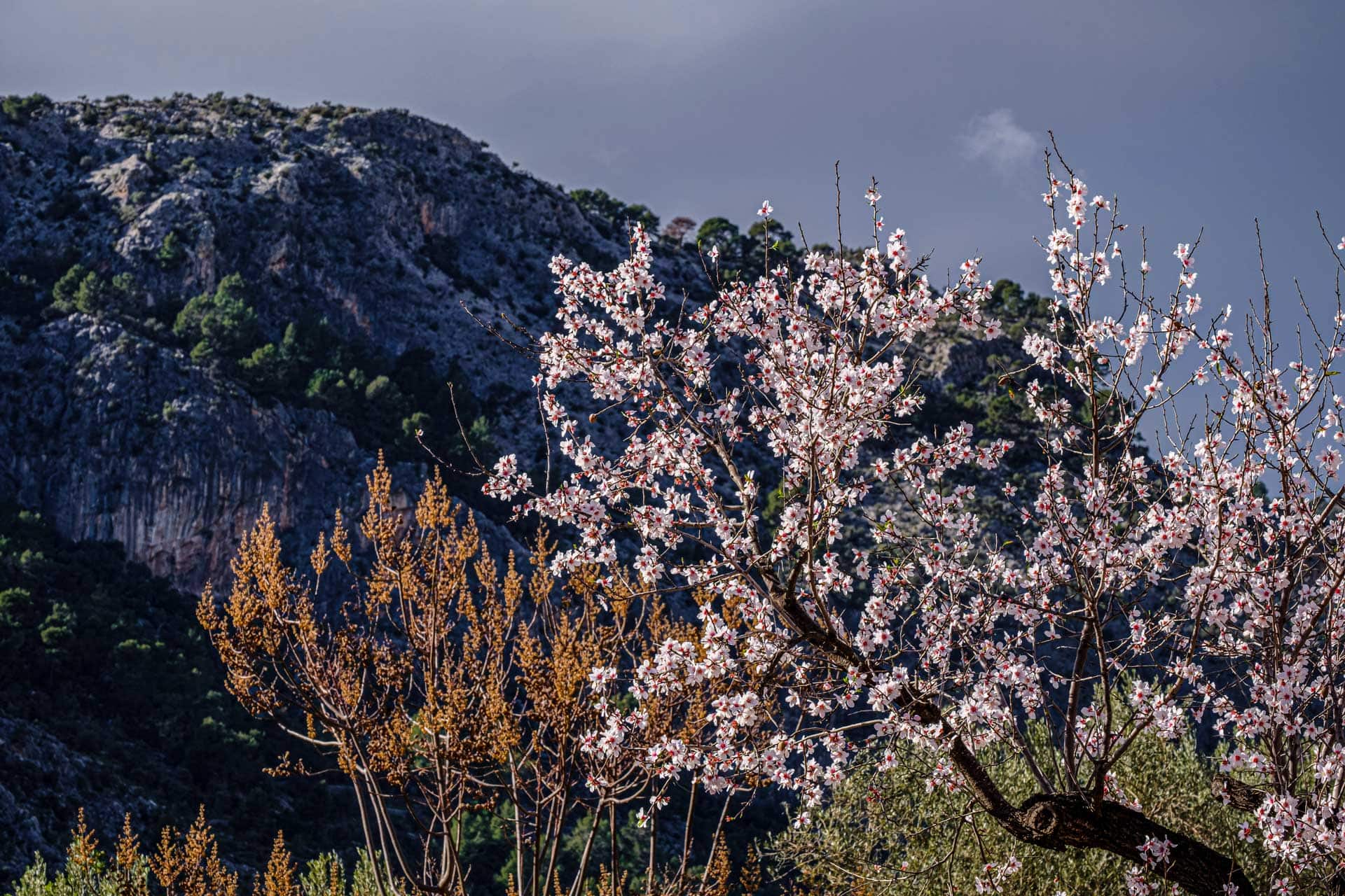 Almond blossom in mallorca