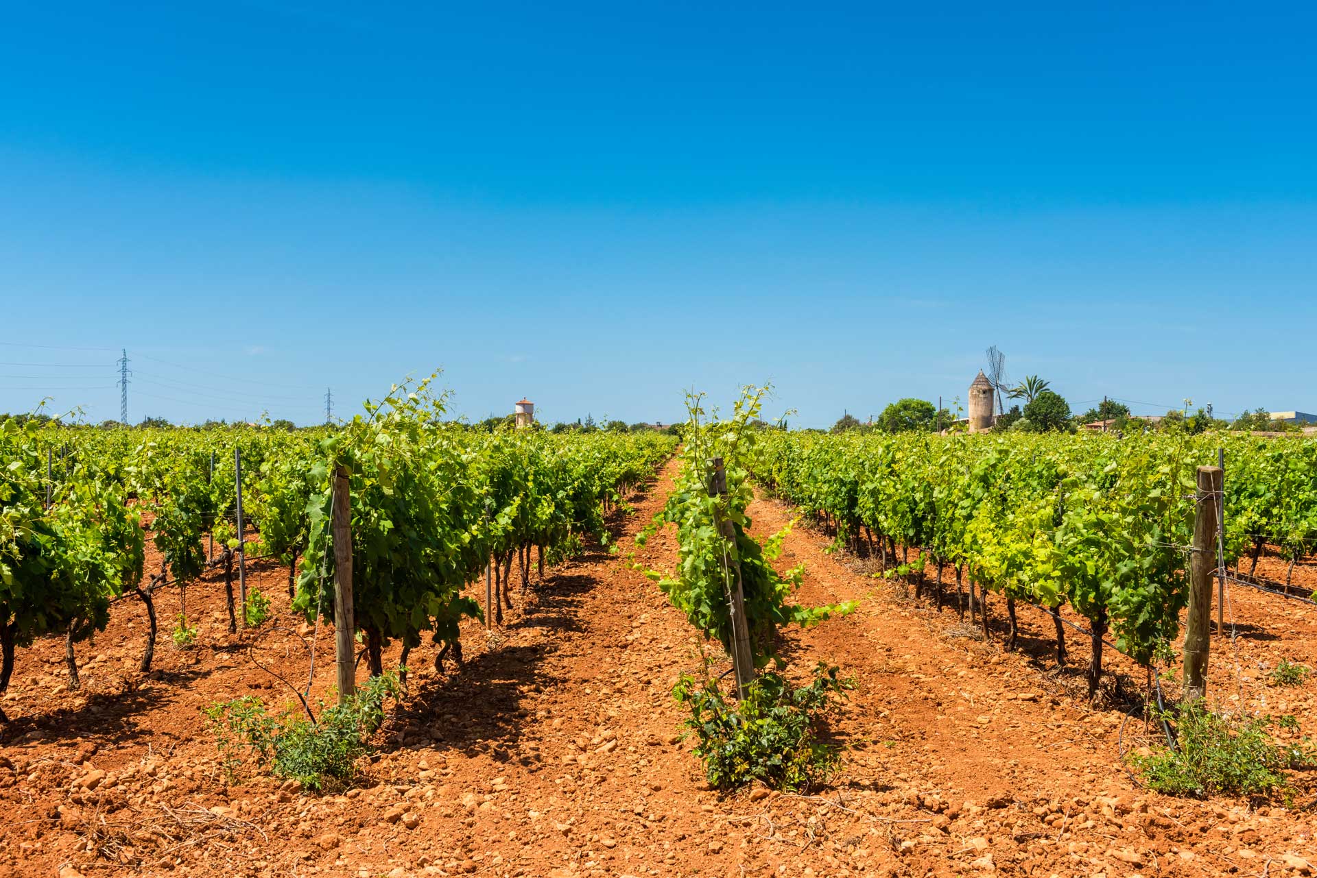 Viñas Pla i Llevant, Mallorca