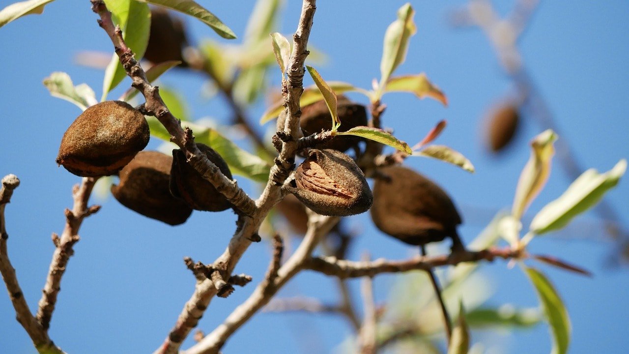 almond, another gourmet product from Mallorca