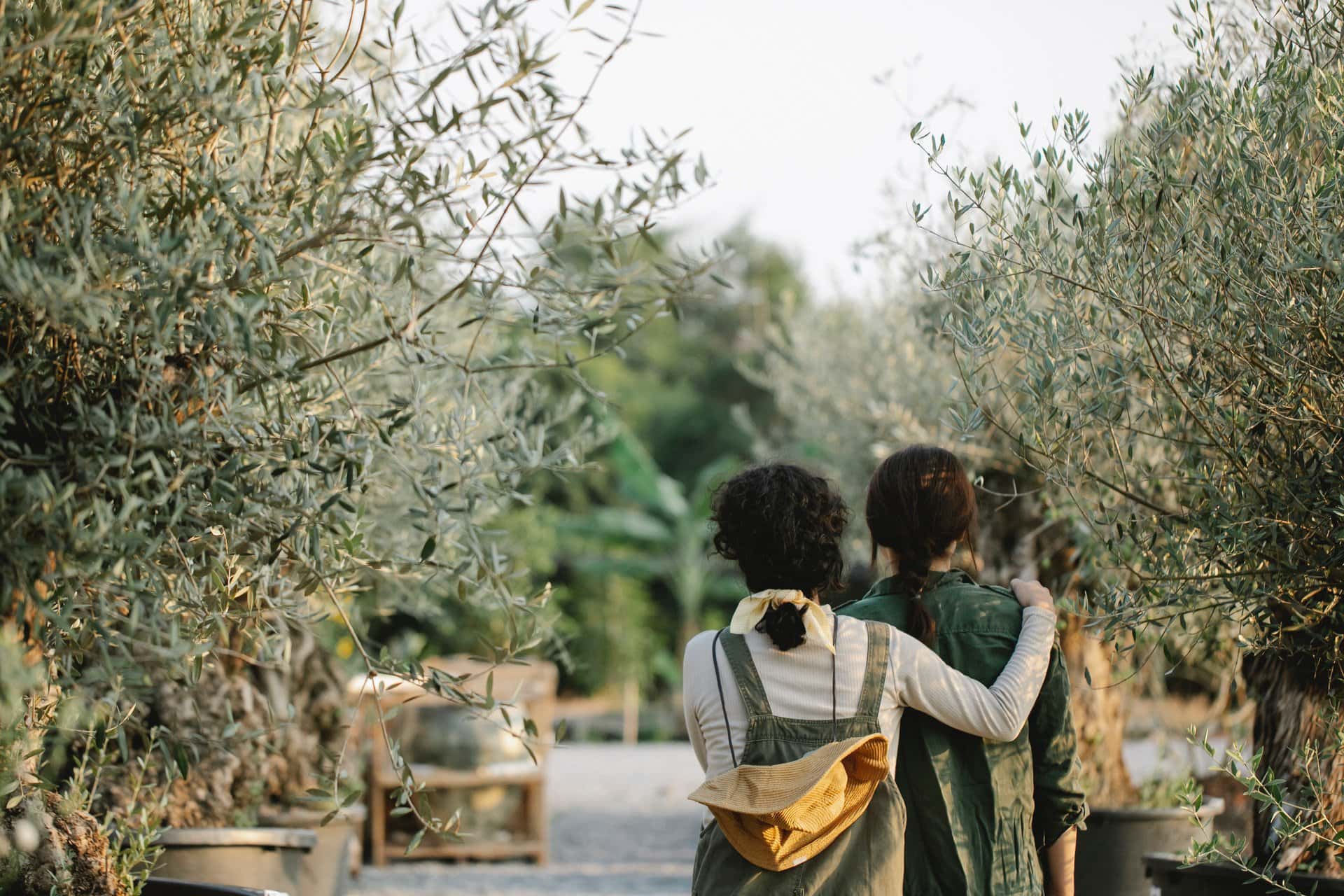 oleoturism in mallorca