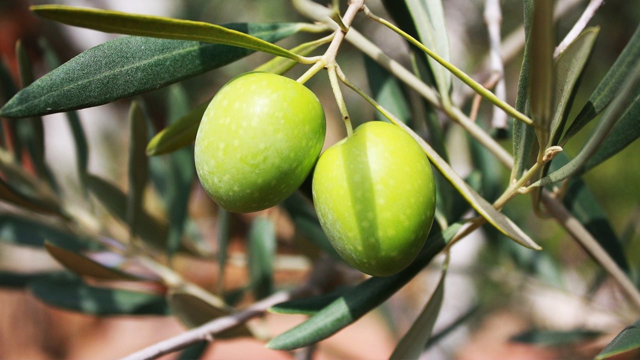 Oil, a gourmet product from Mallorca